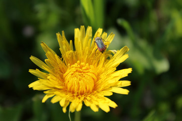Closeup photo of blooming dandelion and bug