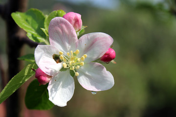 Fototapeta na wymiar Blooming mild apple tree flower