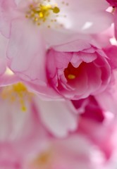 close up of pink cherry blossom petals