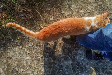 Red cat chafes man leg. Domestic pet greats unknown people outdoor