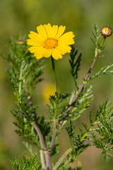 Macrophotographie de fleur sauvage - Chrysanthème à couronnes - Glebionis coronaria