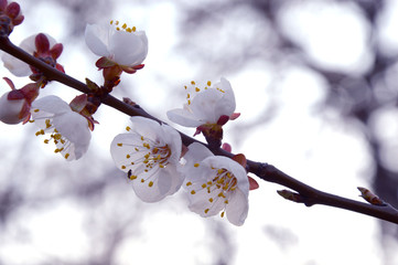 cherry blossom branch