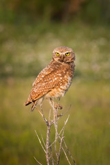 Portrait of a Burrowing Owl in the Wild