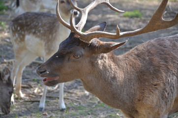 stag with open mouth in a park