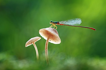 close up of a dragonfly