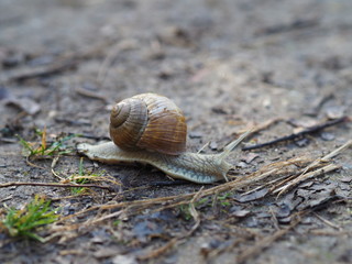 snail with snail shell on the ground of a forest
