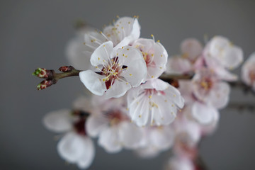 flowering apricot branch, close-up view