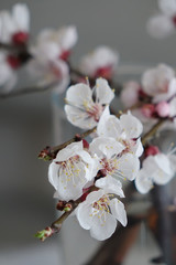 flowering apricot branch, close-up view