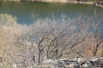 Fototapeta premium nature, trees bloom, early spring 
