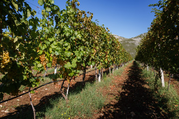 Fototapeta na wymiar Vineyard in autumn ready for harvest