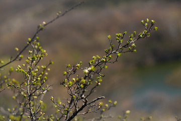 
trees bloom beautifully in early spring
