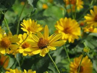 yellow flowers in the garden