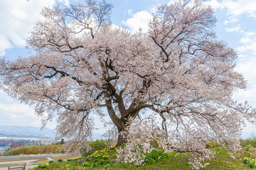 わに塚の桜