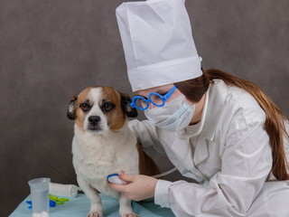 Girl playing veterinarian with dog