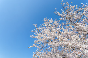 青空と満開の桜