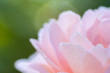 Fototapeta na wymiar Closeup of blooming pink rose petals with water drops, flowers after rain