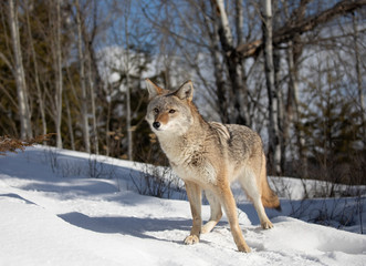 Fototapeta na wymiar A lone coyote (Canis latrans) walking and hunting in the winter snow in Montana, USA