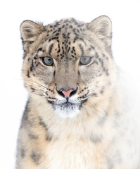 Fototapeta na wymiar Snow leopard (Panthera uncia) isolated on white background portrait in winter