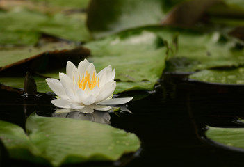 一輪咲く白い蓮の花