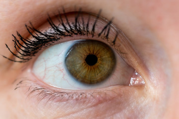 eye, macro, iris, human, closeup, beauty, brown, woman, eyelash, pupil, eyeball, eyelashes, look, face, close-up, vision, eyebrow, beautiful, eyes, skin, looking, view, brown, see, cornea