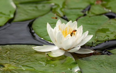 白い蓮の花に集まるミツバチ