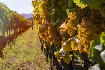 Vineyard in autumn ready for harvest