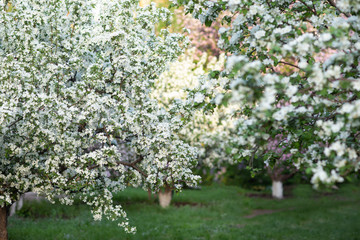 spring in the garden