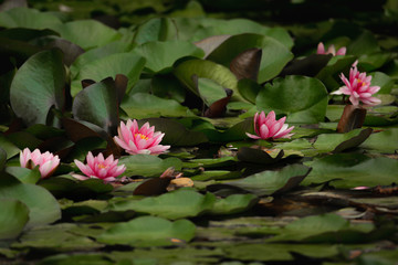 ピンク色の蓮の花たち