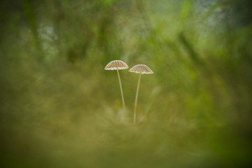 mushroom in the forest