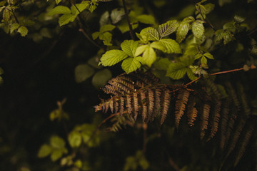 Zieleń © Natalia