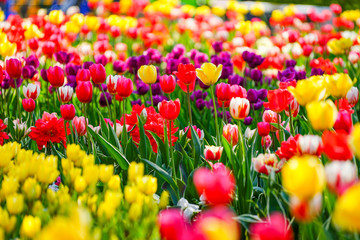 富山県砺波市の砺波チューリップ公園のチューリップ畑