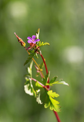 Macrophotographie de fleur sauvage - Géranium pourpre - Geranium purpureum