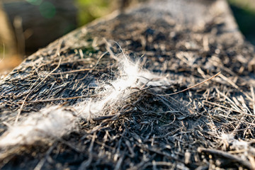 Light gray fibers from animal hair or white down, caught on small wooden debris on the street in the open air