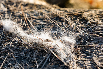 Light gray fibers from animal hair or white down, caught on small wooden debris on the street in the open air