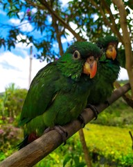blue and yellow macaw