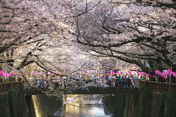 Fototapeta na wymiar pink cherry blossom in spring meguro river sakura festival soft filter