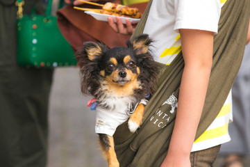 a boy holding a chihuahua dog black and orange fur in his bag