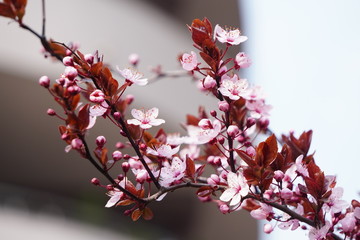 Floring tree with red or pink flowers in spring. flowers close-up, screensaver or background with the smell of spring. Beautiful cherry blossom sakura