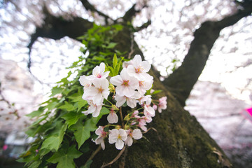 look up shot of sakura flowers, meguro river cherry blossom festival in tokyo japan  