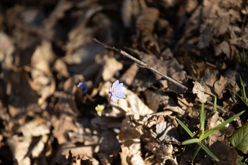Flower in the forest Hepatica transsilvanica