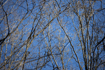 The tops of the trees in spring, the first buds bloom