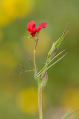 Macrophotographie de fleur sauvage - Gesse &agrave; graines sph&eacute;riques - Lathyrus sphaericus