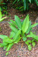 Turmeric (Curcuma longa) is a flowering plant, the ginger family, Zingiberaceae, the roots of which are used in cooking.
