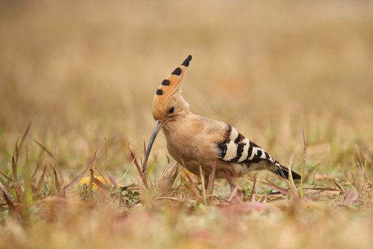 Wild eurasian hoopoe in the nature habitat. Rare and unique bird close up. Euroasian wildlife. Beautiful winged creature. Exotic birds. Upupa epops.