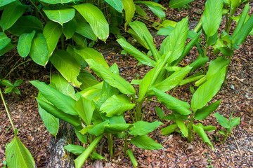 Turmeric (Curcuma longa) is a flowering plant, the ginger family, Zingiberaceae, the roots of which are used in cooking.