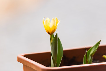 Spring background with beautiful yellow tulips