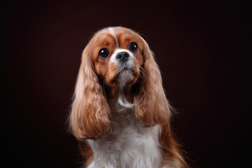 Cute dog cavalier king charles spaniel, closeup portrait - obrazy, fototapety, plakaty