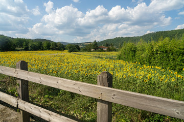 Fototapeta premium Summer landscape in the Arezzo province