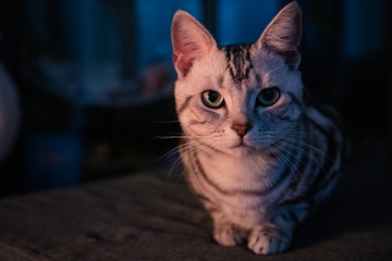 American short hair cat, male
