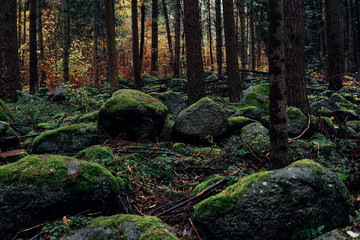 Grünes Geröll im dunklen herbstlichen Wald